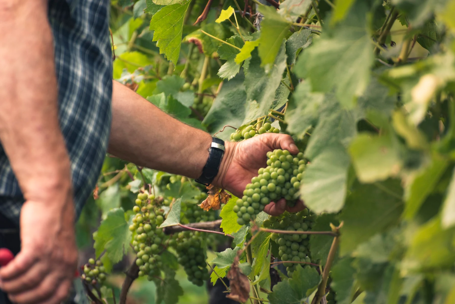Travail à la vigne